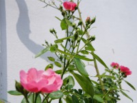 ガーデン薔薇