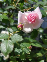 薔薇ガーデン