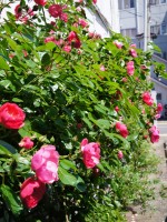 薔薇ガーデン